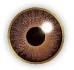 Air Optix Colors Brown